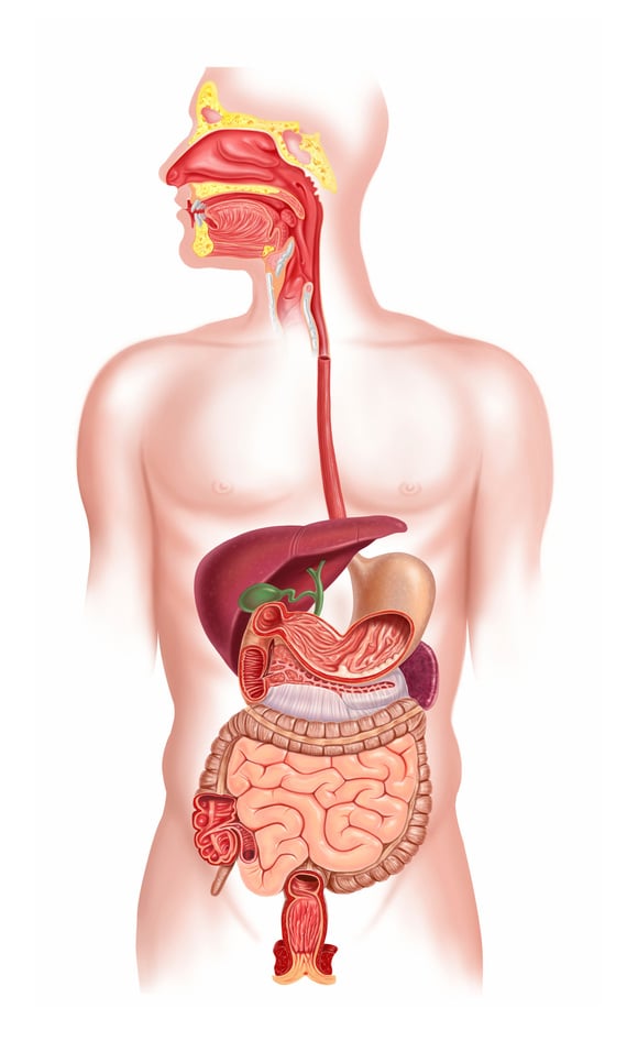 "Human digestive system